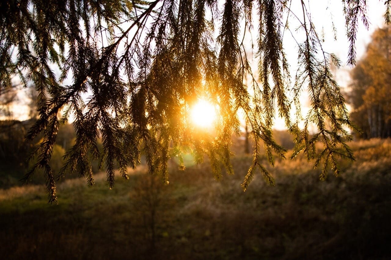 Парк «Городской лес» 