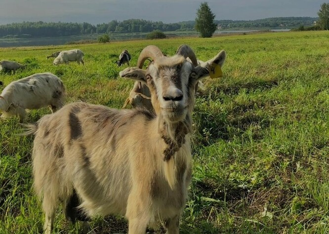 Экоферма и база отдыха «Ваньково»