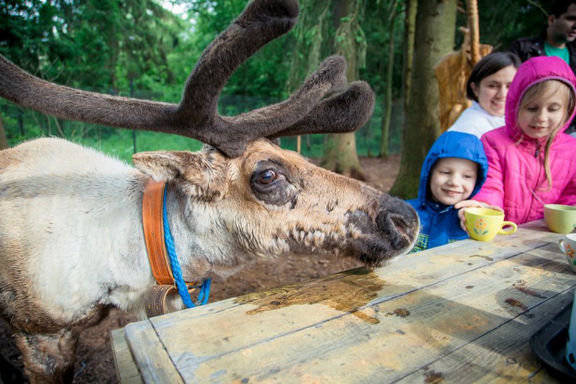 Оленья ферма ZooOleni в Рузском городском округе