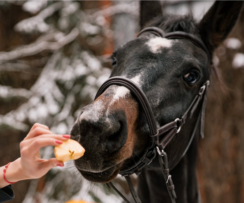 Конный клуб Few Horses