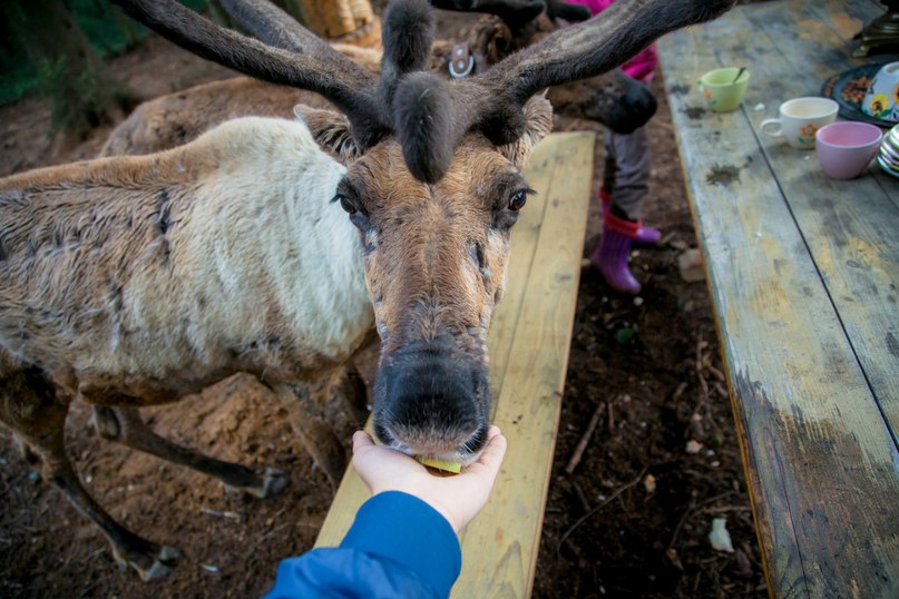 Ферма ZooOleni